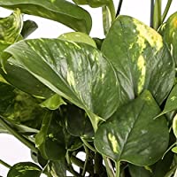 Potho colgar - Maceta 15cm. - con colgador - Planta viva - (Envío sólo a Península)